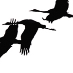 Grues ombres chinoises